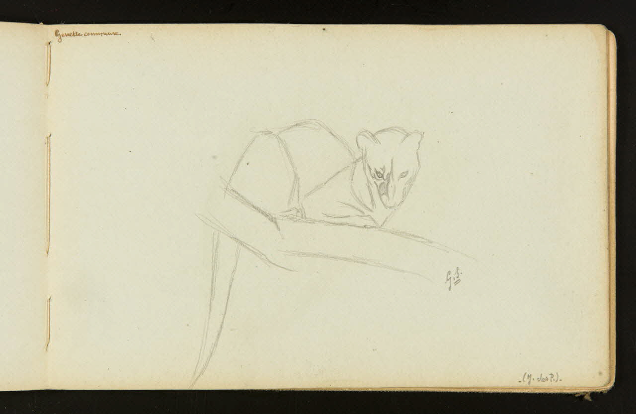 Gustave Soury carnet de dessins Genette commune 1904 1967.116.916.27 Photo