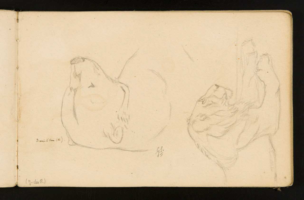 Gustave Soury carnet de dessins Ours noir d'Amérique et lion couché 1904 1967.116.916.3 Photo
