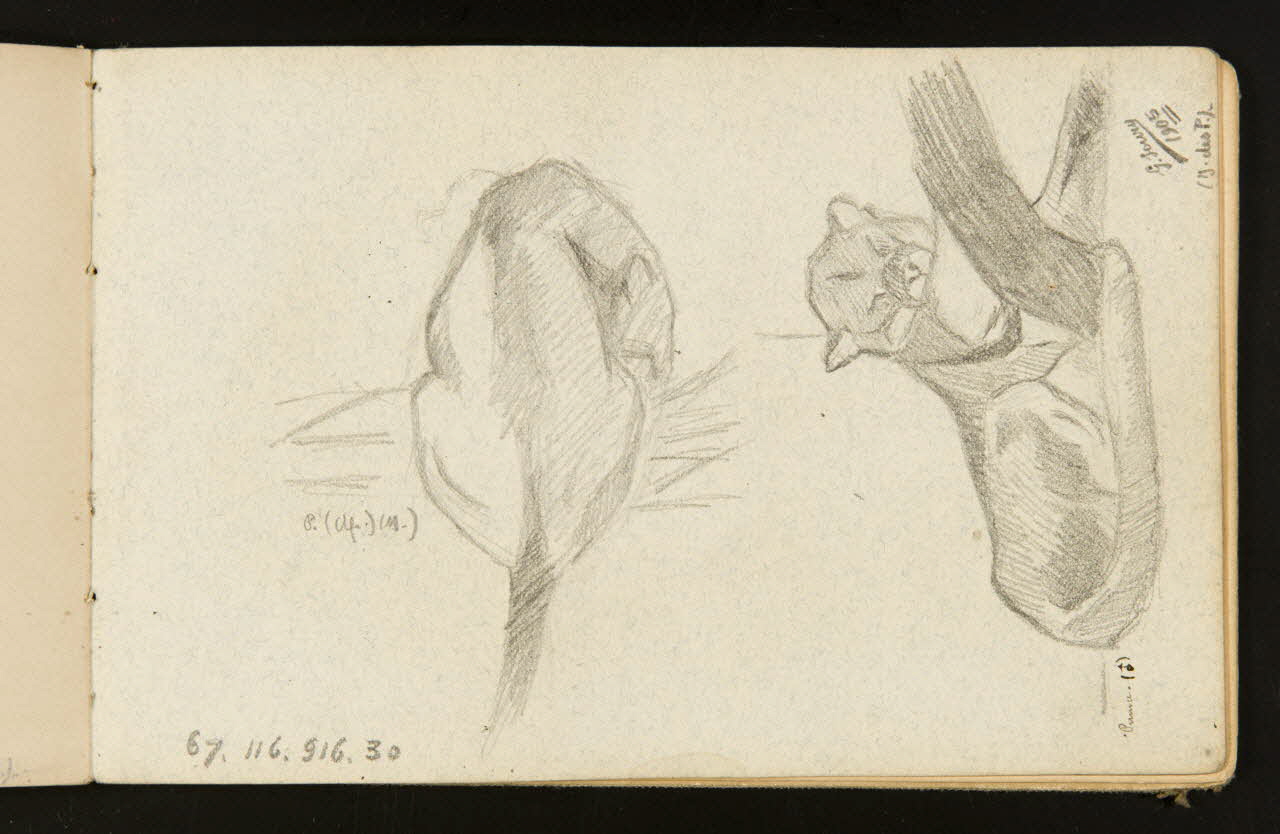 Gustave Soury ensemble (2) Pumas mâles 1905 1967.116.916.30 Photo