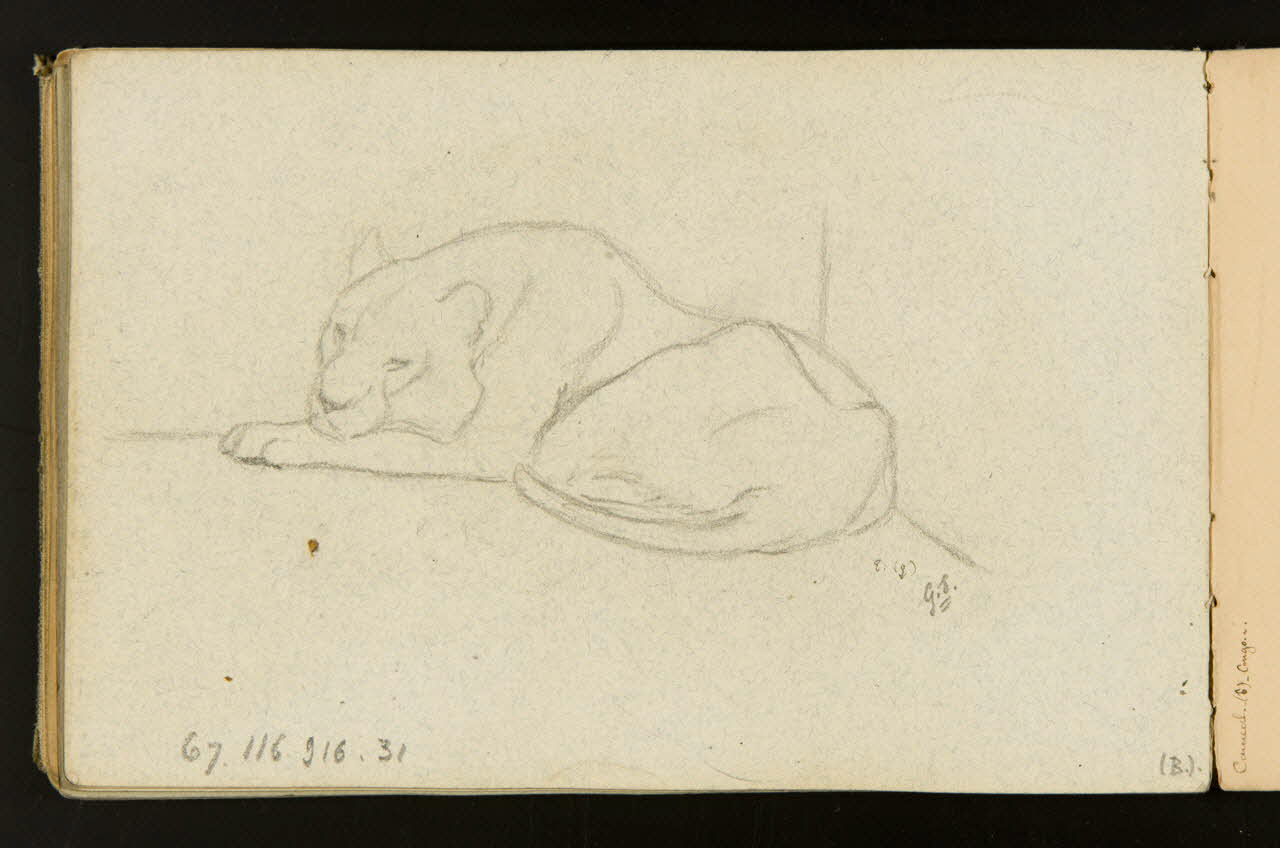 carnet de dessins Tigre couché 1967.116.916.31 Photo