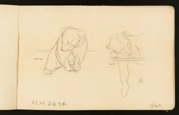 Gustave Soury ensemble (2) Ours et lion 1904 1967.116.916.34 Photo