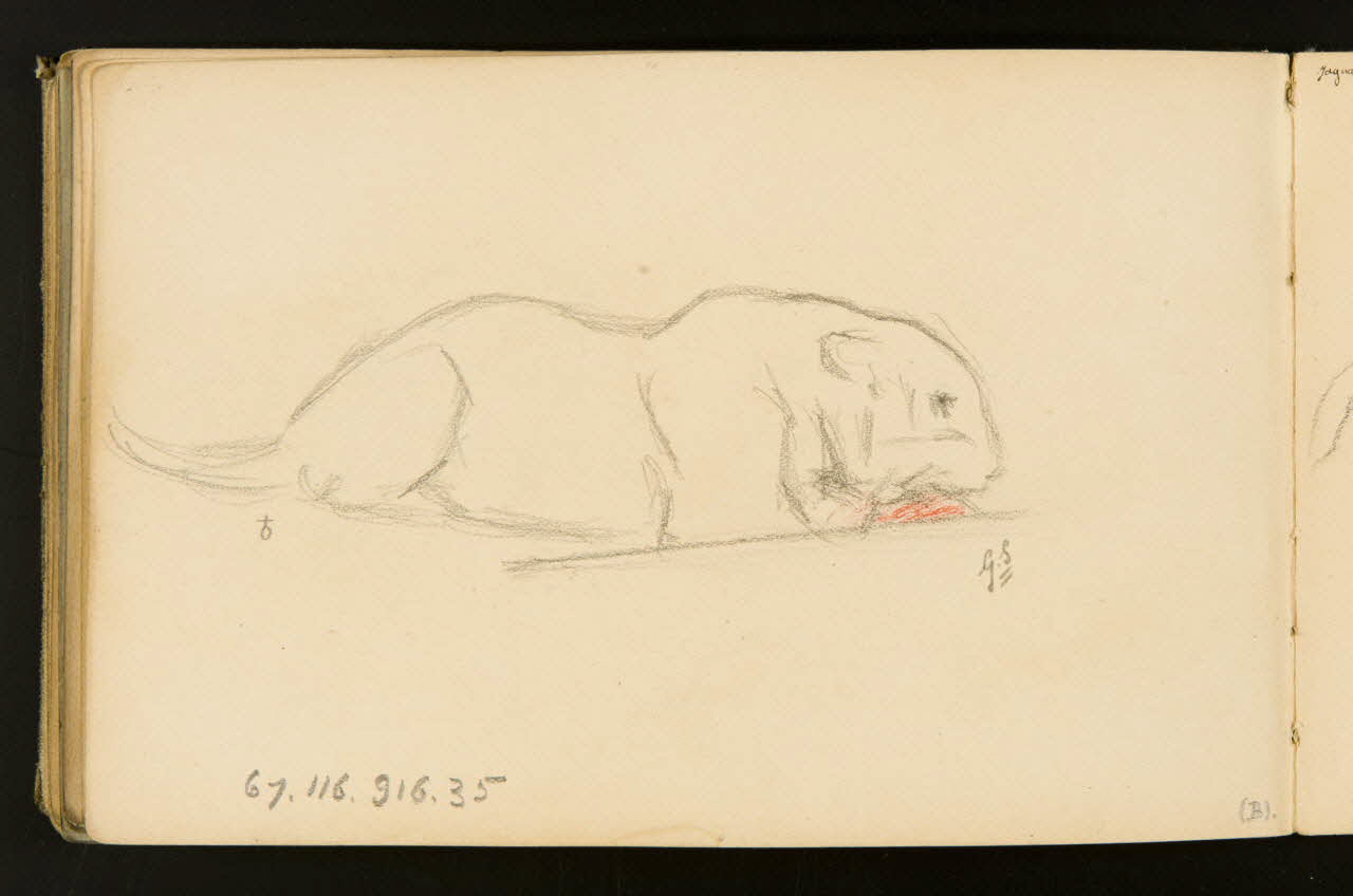 carnet de dessins Félin 1967.116.916.35 Photo