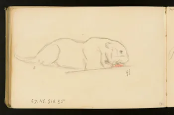 carnet de dessins Félin 1967.116.916.35 Photo