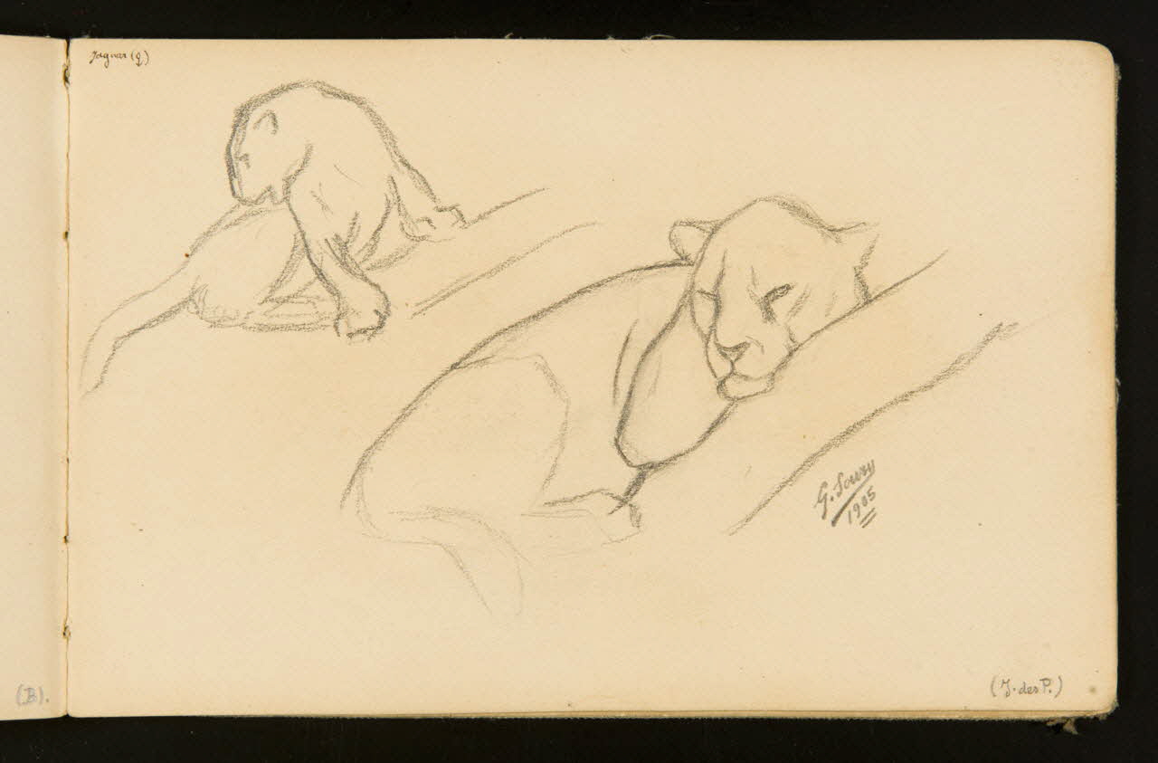 carnet de dessins Deux études de jaguar femelle ou 1967.116.916.36 Photo