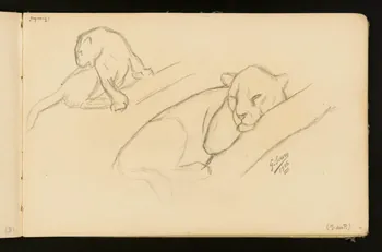 Gustave Soury carnet de dessins Deux études de jaguar femelle 1905 1967.116.916.36  Photo