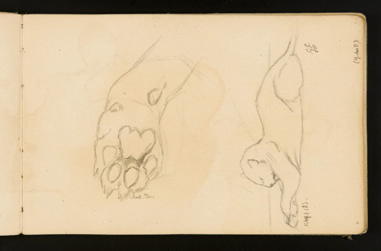 Gustave Soury carnet de dessins Etudes de patte antérieure de félin et de panthère couchée, sur une indication de félin 1904 1967.116.916.4 Photo