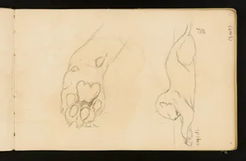Gustave Soury carnet de dessins Etudes de patte antérieure de félin et de panthère couchée, sur une indication de félin 1904 1967.116.916.4  Photo