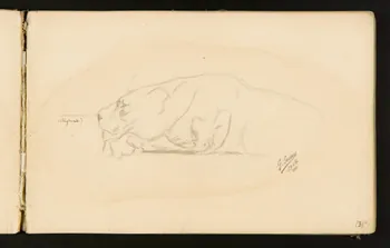 Gustave Soury carnet de dessins Lionne couchée 1905 1967.116.916.8 Photo