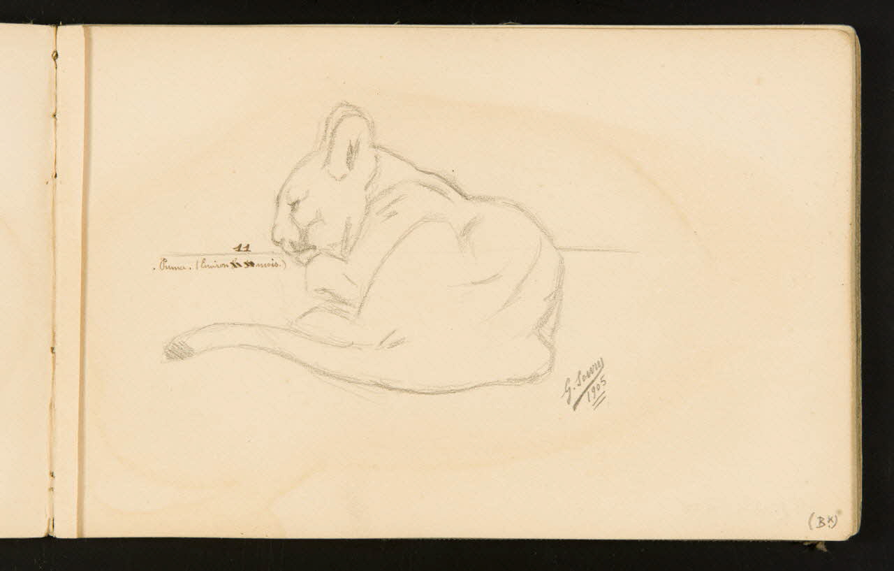 Gustave Soury carnet de dessins Puma couché 1905 1967.116.916.9 Photo