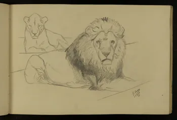 carnet de dessins Etude de lion et lionne 1967.116.917.13 Photo