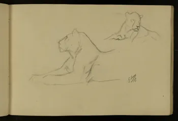 carnet de dessins Etude de lionne 1967.116.917.14 Photo
