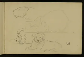 carnet de dessins Etude de lion et lionne 1967.116.917.2 Photo