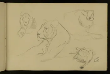 carnet de dessins Etude de lion et lionne 1967.116.917.3 Photo