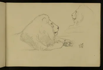 carnet de dessins Etude de lion de profil 1967.116.917.4 Photo