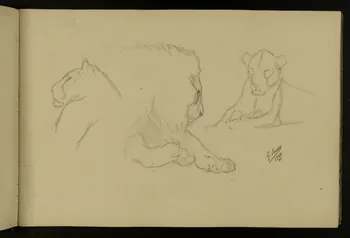 carnet de dessins Etude de lion et lionne 1967.116.917.5 Photo