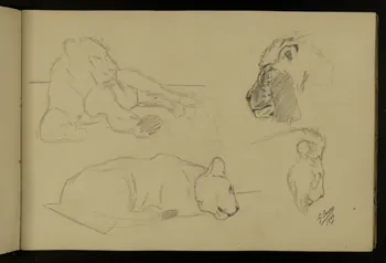 carnet de dessins Etude de lionne et tête de lion 1967.116.917.6 Photo