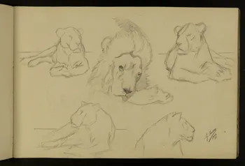 carnet de dessins Etude de lion et lionne 1967.116.917.7 Photo