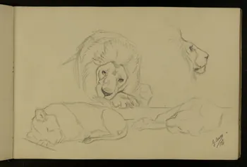 carnet de dessins Etude de lion et lionne 1967.116.917.8 Photo