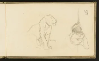 carnet de dessins Etude de lionnes 1967.116.918.18 Photo
