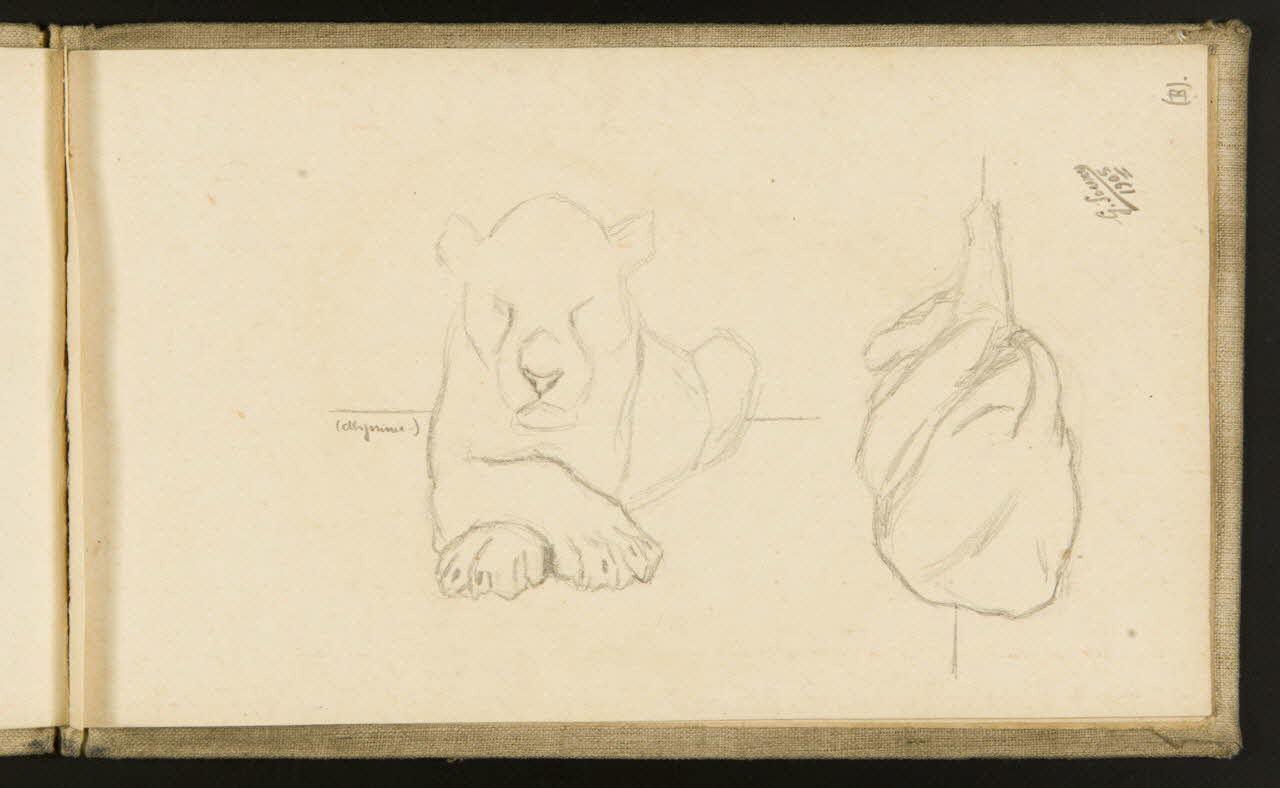 carnet de dessins Etudes de lionne 1967.116.918.20 Photo