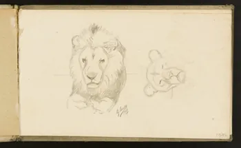carnet de dessins Etude de lion et de lionne 1967.116.918.5 Photo