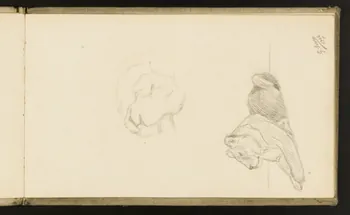 carnet de dessins Etude de lionne 1967.116.918.7 Photo