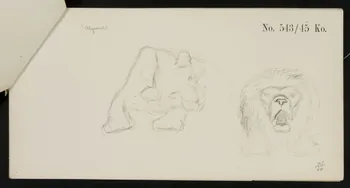 carnet de dessins Esquisse de lion et de lionne 1967.116.919.3 Photo