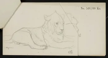 carnet de dessins Esquisse de lion allongé 1967.116.919.4 Photo