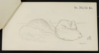carnet de dessins Esquisse de fauves endormis 1967.116.919.7 Photo