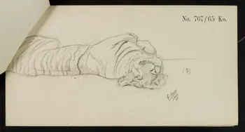 carnet de dessins Esquisse de tigre couché sur le dos 1967.116.919.8 Photo