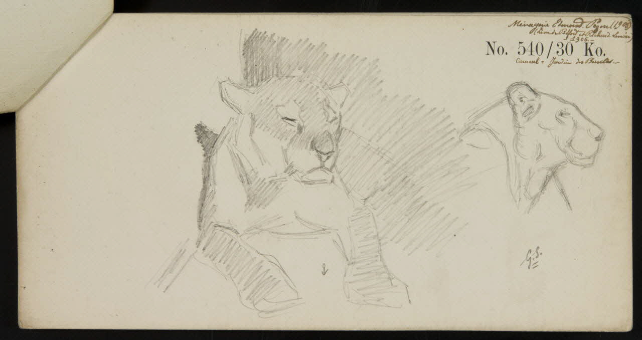 carnet de dessins Esquisse de lionne 1967.116.920.1 Photo