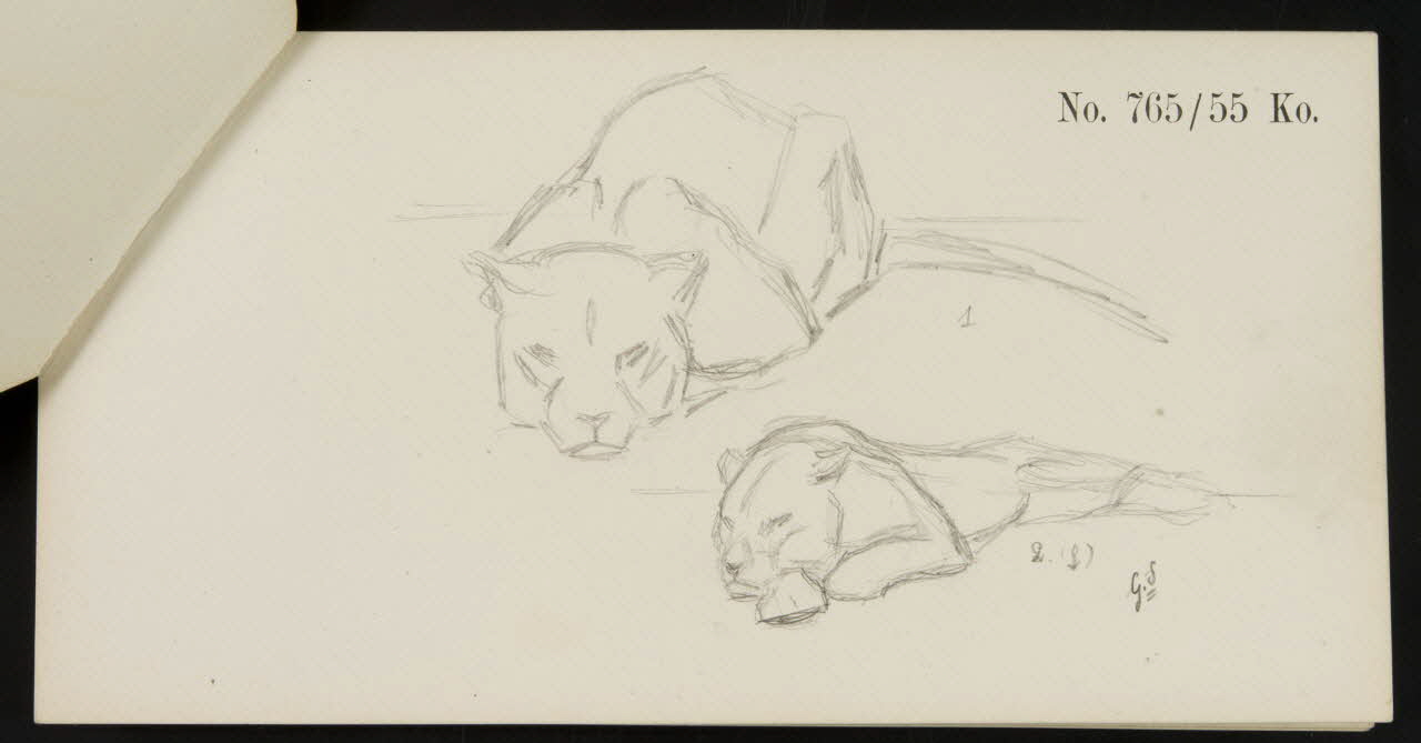 carnet de dessins Esquisse de lionne 1967.116.920.8 Photo
