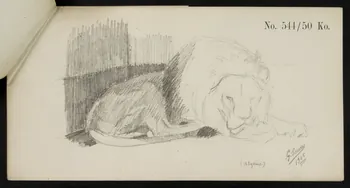 carnet de dessins Esquisse de lion endormi 1967.116.921.1 Photo