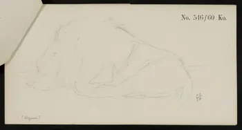carnet de dessins Esquisse de lion endormi 1967.116.921.3 Photo