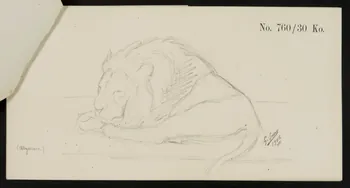carnet de dessins Esquisse de lion endormi 1967.116.921.4 Photo