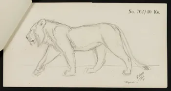 carnet de dessins Esquisse de jeune lion 1967.116.921.6 Photo