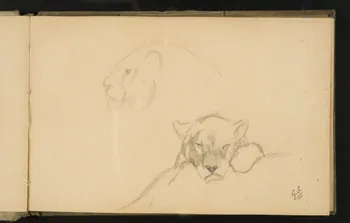 Gustave Soury carnet de dessins Etude de kangourou géant mâle 1906 1967.116.924.1 Photo