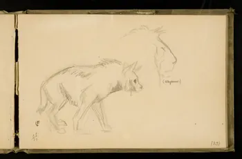 Gustave Soury carnet de dessins Etude d'hyène et de lion 1906 1967.116.924.19 Photo