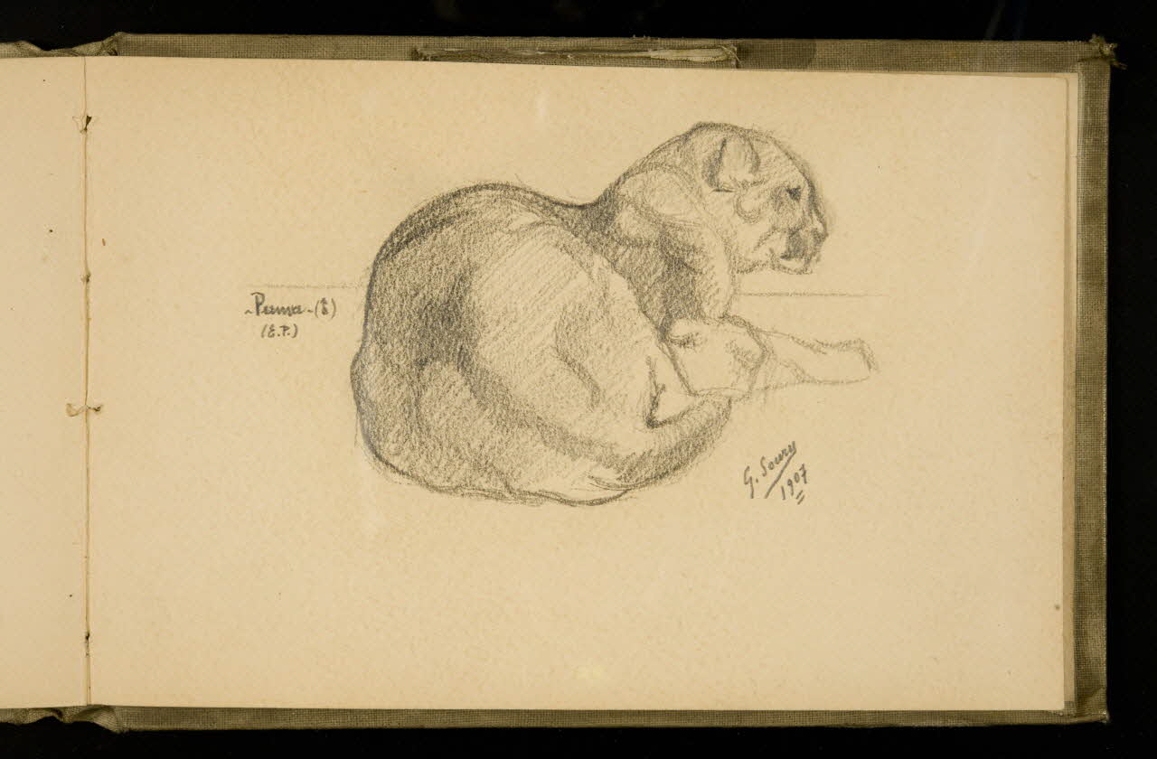 Gustave Soury carnet de dessins Etude de puma 1907 1967.116.924.29 Photo