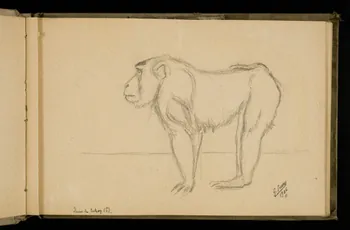 Gustave Soury carnet de dessins Etude de singe 1906 1967.116.924.3 Photo