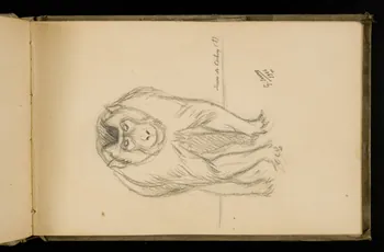 Gustave Soury carnet de dessins Etude de singe mâle 1906 1967.116.924.6 Photo