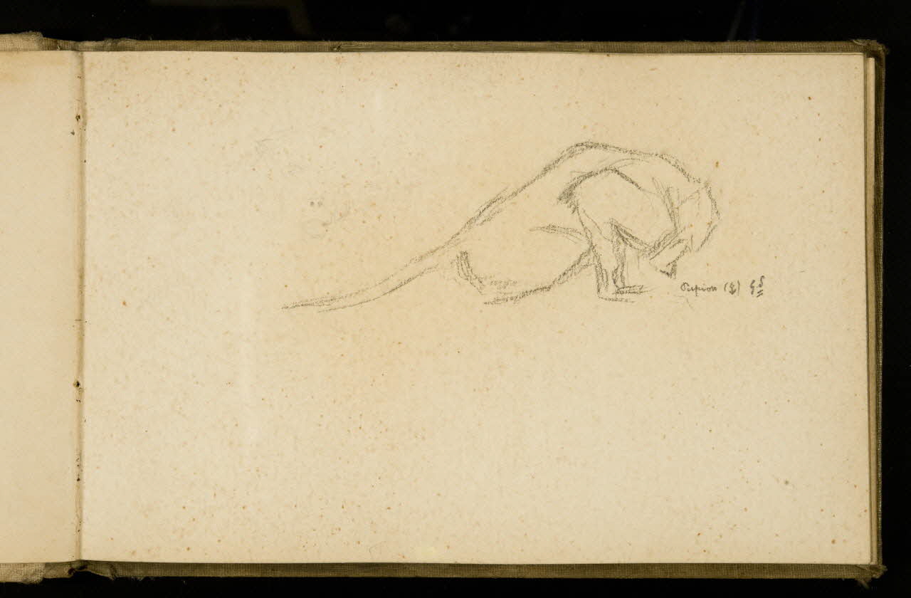 Gustave Soury carnet de dessins Etude de papion femelle 1907 1967.116.925.15 Photo