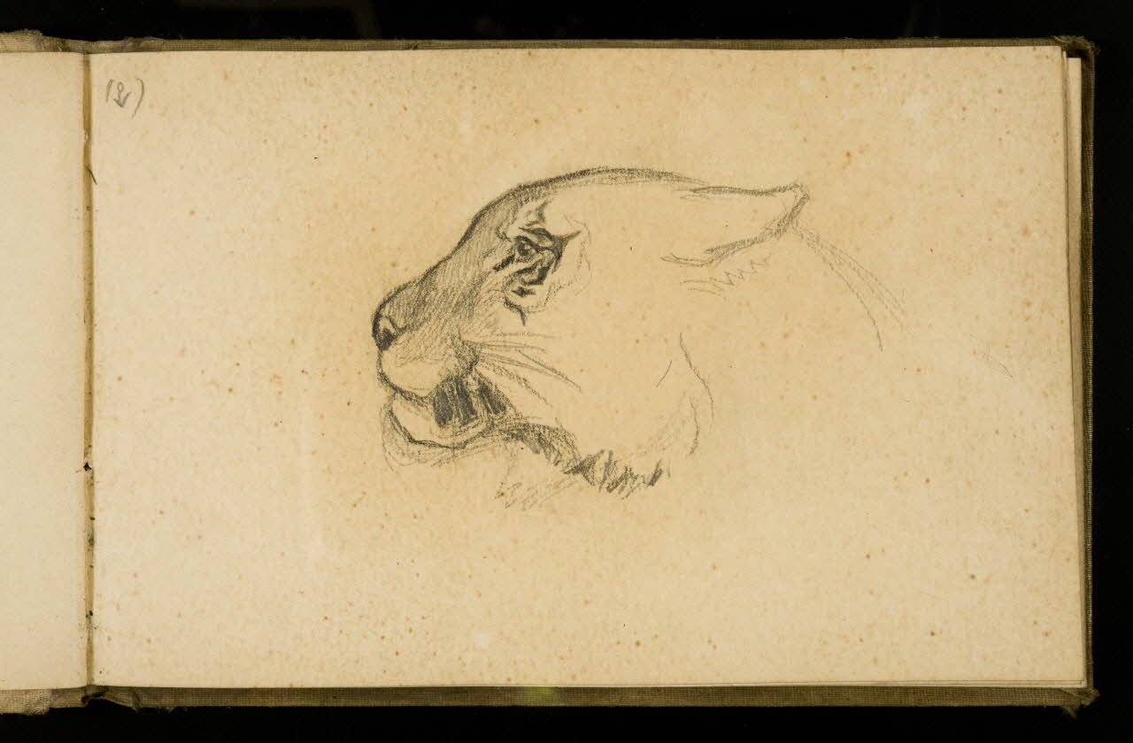 Gustave Soury carnet de dessins Etude de tigre 1907 1967.116.925.17 Photo