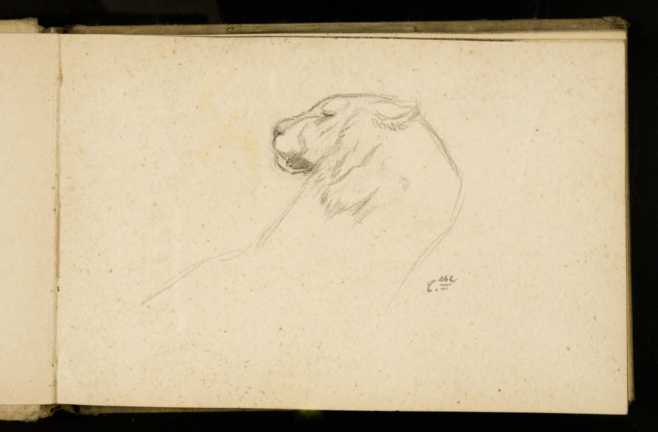 Gustave Soury carnet de dessins Etude de tigresse 1907 1967.116.925.5 Photo