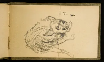 Gustave Soury carnet de dessins Etude de hyène femelle 1907 1967.116.926.39 Photo