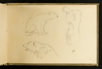 Gustave Soury carnet de dessins Esquisses d'un ours Paris 1909 1967.116.930.46 Photo