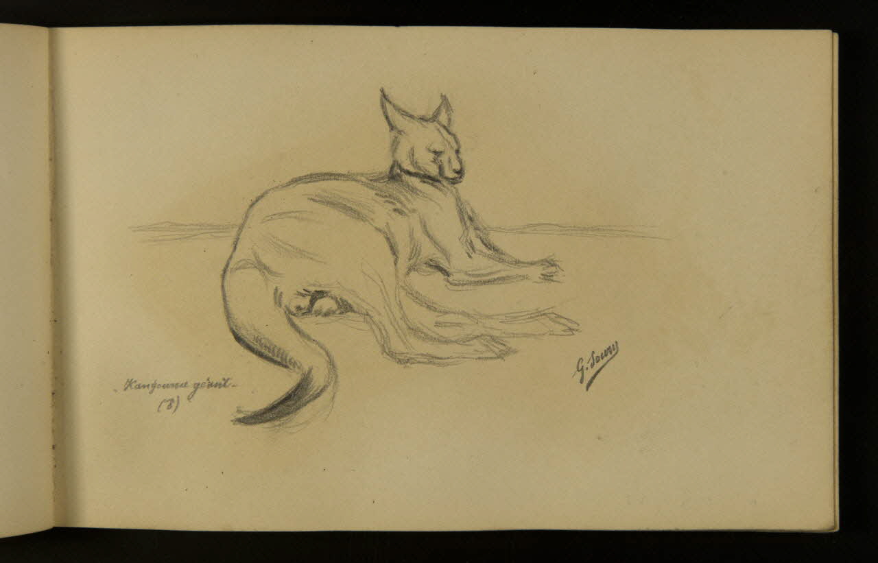 carnet de dessins Kangourou géant couché 1967.116.937.14 Photo