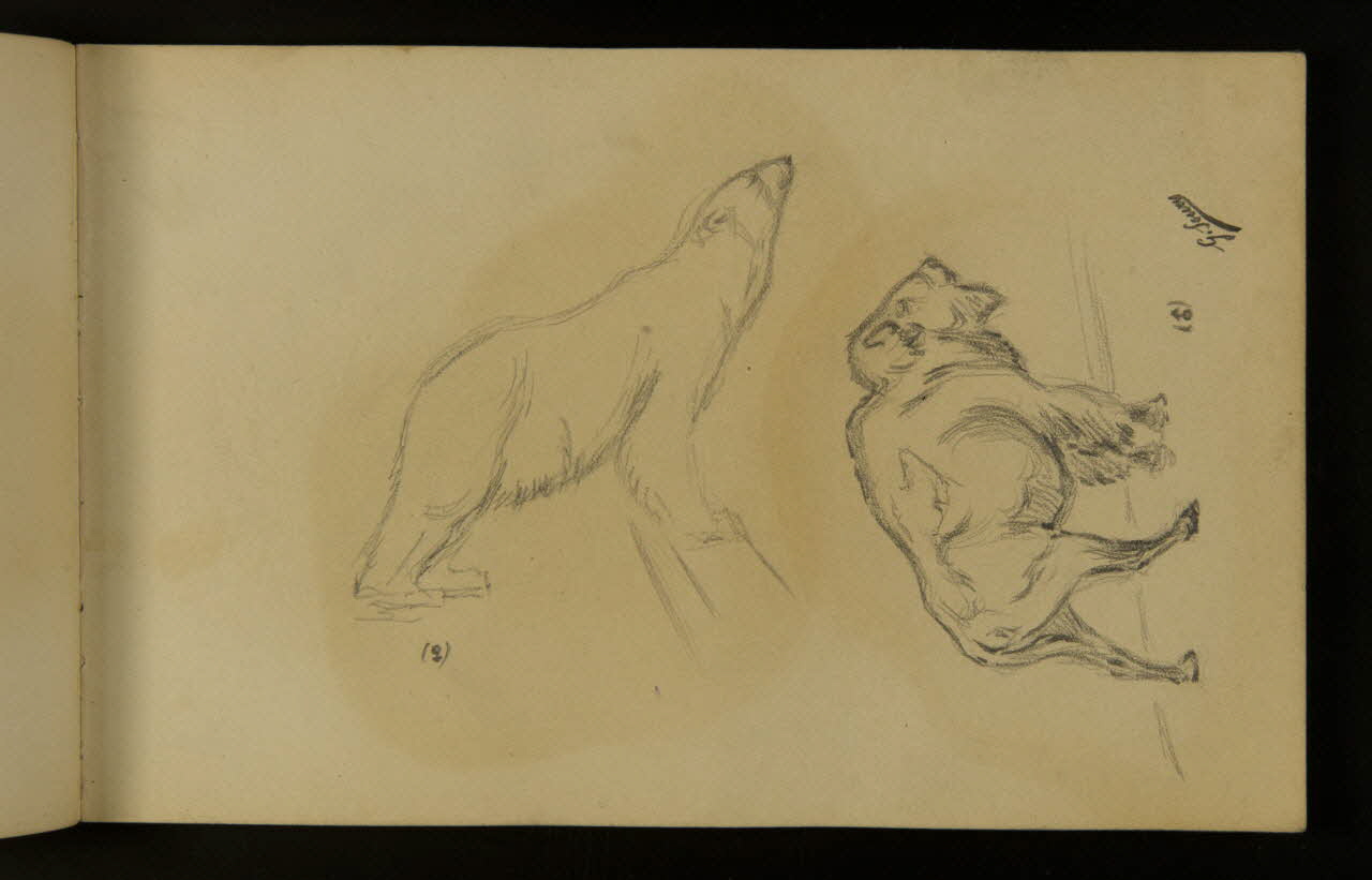 carnet de dessins Ours blanc et bison 1967.116.937.19 Photo