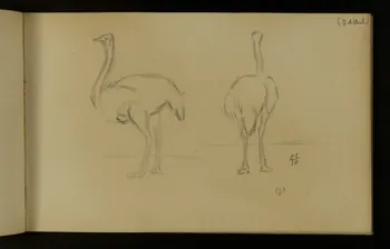 carnet de dessins Autruches 1967.116.937.35 Photo