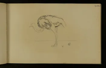 carnet de dessins Autruche 1967.116.937.36 Photo